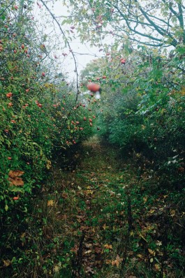 Wanderung durch die Uckermark, Naturpark Uckermärkische Seen 