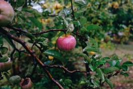 Wanderung durch die Uckermark, Naturpark Uckermärkische Seen 