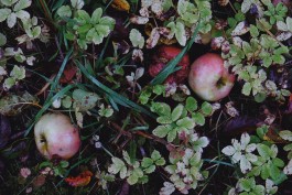 Wanderung durch die Uckermark, Naturpark Uckermärkische Seen 