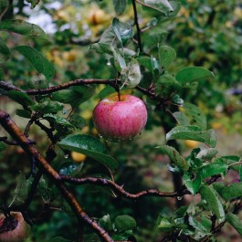Milch & Moos · Vom Wandern und vom guten Essen · Brandenburg, Berlin
