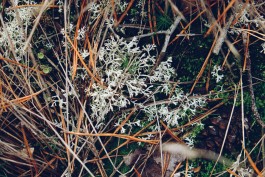 Milch & Moos · Vom Wandern und vom guten Essen · Brandenburg, Berlin