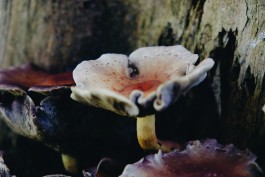 Milch & Moos · Vom Wandern und vom guten Essen · Brandenburg, Berlin