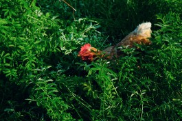 Milch & Moos · Vom Wandern und vom guten Essen · Brandenburg, Berlin