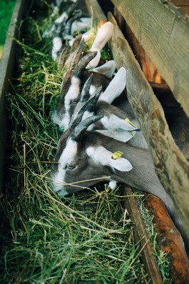 Milch & Moos · Vom Wandern und vom guten Essen · Brandenburg, Berlin
