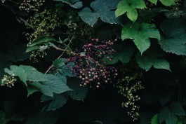 Milch & Moos · Vom Wandern und vom guten Essen · Brandenburg, Berlin