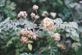 Wanderung Spreewald Lübbau