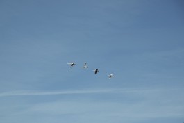 Wanderung Spreewald Lübbau 