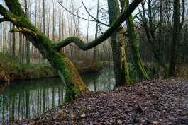Wanderung Spreewald Lübbau