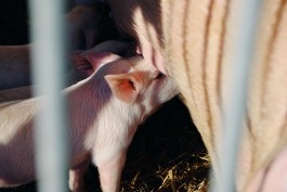 Schweine auf Gut Temmen