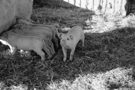 Schweine auf Gut Temmen