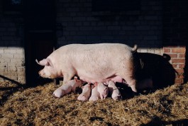Schweine auf Gut Temmen