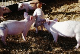 Wanderung Uckermark Gut Temmen