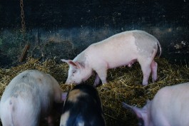 Schweine auf Gut Temmen