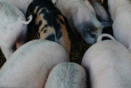 Schweine auf Gut Temmen 