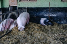 Schweine auf Gut Temmen 