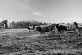 Rinder auf Gut Temmen 