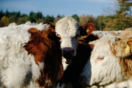 Rinder auf Gut Temmen 