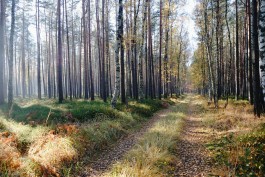 Waldweg Uckermark