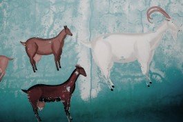 Milch & Moos · Vom Wandern und vom guten Essen · Brandenburg, Berlin