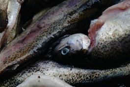 Milch & Moos · Vom Wandern und vom guten Essen · Brandenburg, Berlin