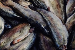 Milch & Moos · Vom Wandern und vom guten Essen · Brandenburg, Berlin