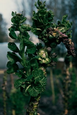 Milch & Moos · Vom Wandern und vom guten Essen · Brandenburg, Berlin