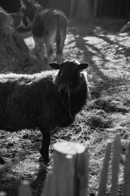 Milch & Moos · Vom Wandern und vom guten Essen · Brandenburg, Berlin