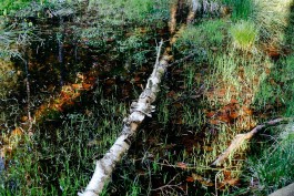 Milch & Moos · Vom Wandern und vom guten Essen · Brandenburg, Berlin