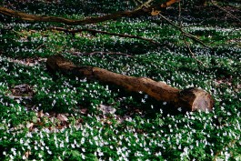 Milch & Moos · Vom Wandern und vom guten Essen · Brandenburg, Berlin