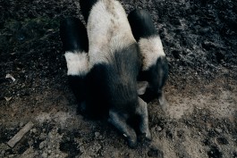 Milch & Moos · Vom Wandern und vom guten Essen · Brandenburg, Berlin