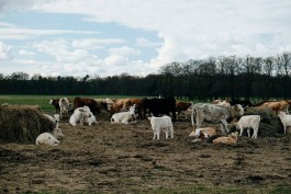 Milch & Moos · Vom Wandern und vom guten Essen · Brandenburg, Berlin