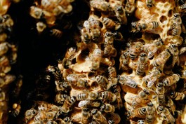 Milch & Moos · Vom Wandern und vom guten Essen · Brandenburg, Berlin