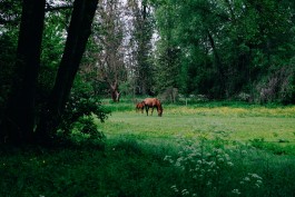 Milch & Moos · Vom Wandern und vom guten Essen · Brandenburg, Berlin