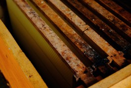 Milch & Moos · Vom Wandern und vom guten Essen · Brandenburg, Berlin