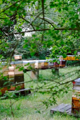 Milch & Moos · Vom Wandern und vom guten Essen · Brandenburg, Berlin