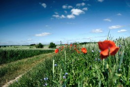Milch & Moos · Vom Wandern und vom guten Essen · Brandenburg, Berlin