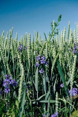 Milch & Moos · Vom Wandern und vom guten Essen · Brandenburg, Berlin