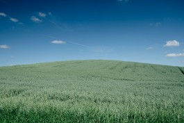 Milch & Moos · Vom Wandern und vom guten Essen · Brandenburg, Berlin
