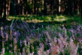 Milch & Moos · Vom Wandern und vom guten Essen · Brandenburg, Berlin