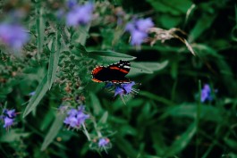 Milch & Moos · Vom Wandern und vom guten Essen · Brandenburg, Berlin