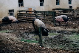 Milch & Moos · Vom Wandern und vom guten Essen · Brandenburg, Berlin