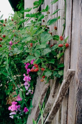 Milch & Moos · Vom Wandern und vom guten Essen · Brandenburg, Berlin