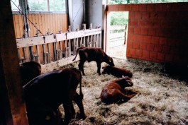 Milch & Moos · Vom Wandern und vom guten Essen · Brandenburg, Berlin