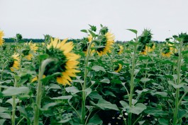 Milch & Moos · Vom Wandern und vom guten Essen · Brandenburg, Berlin