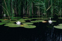 Milch & Moos · Vom Wandern und vom guten Essen · Brandenburg, Berlin